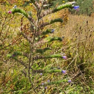 Echium plantagineum at Fadden, ACT - 5 Feb 2023