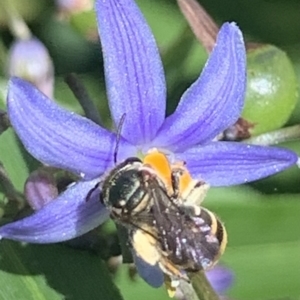 Lipotriches (Austronomia) phanerura at Dulwich Hill, NSW - 8 Nov 2022