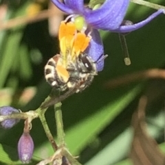 Lipotriches (Austronomia) phanerura at Dulwich Hill, NSW - 8 Nov 2022