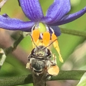 Lipotriches (Austronomia) phanerura at Dulwich Hill, NSW - suppressed