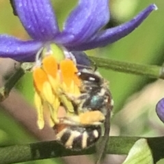 Lipotriches (Austronomia) phanerura at Dulwich Hill, NSW - suppressed