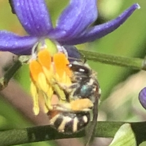 Lipotriches (Austronomia) phanerura at Dulwich Hill, NSW - suppressed
