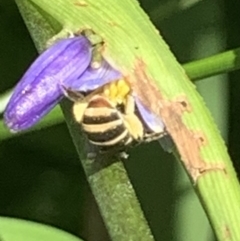 Lipotriches (Austronomia) phanerura at Dulwich Hill, NSW - suppressed