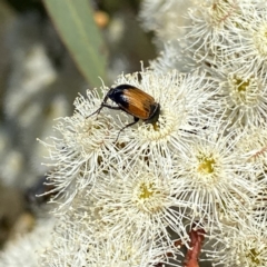 Phyllotocus navicularis (Nectar scarab) at Googong, NSW - 4 Feb 2023 by Wandiyali