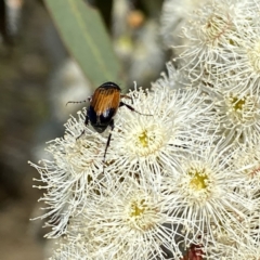 Phyllotocus navicularis at suppressed - 5 Feb 2023
