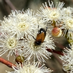 Phyllotocus navicularis at Googong, NSW - 5 Feb 2023