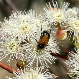 Phyllotocus navicularis at Googong, NSW - 5 Feb 2023