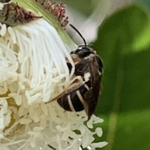 Lasioglossum (Chilalictus) sp. (genus & subgenus) at Dulwich Hill, NSW - 19 Nov 2022