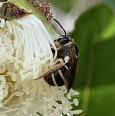 Lasioglossum (Chilalictus) sp. (genus & subgenus) (Halictid bee) at Dulwich Hill, NSW - 18 Nov 2022 by JudeWright