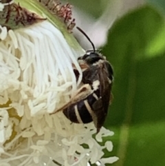 Lasioglossum (Chilalictus) sp. (genus & subgenus) (Halictid bee) at Dulwich Hill, NSW - 18 Nov 2022 by JudeWright