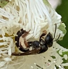 Lasioglossum (Chilalictus) sp. (genus & subgenus) at Dulwich Hill, NSW - 19 Nov 2022 10:52 AM