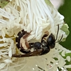 Lasioglossum (Chilalictus) sp. (genus & subgenus) at Dulwich Hill, NSW - 19 Nov 2022