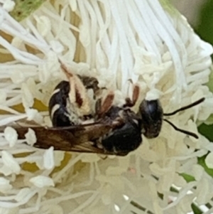 Lasioglossum (Chilalictus) sp. (genus & subgenus) at Dulwich Hill, NSW - 19 Nov 2022 10:52 AM
