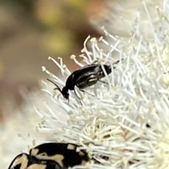 Mordella sp. (genus) (Pintail or tumbling flower beetle) at QPRC LGA - 4 Feb 2023 by Wandiyali