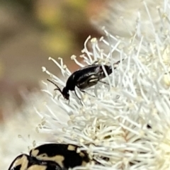 Mordella sp. (genus) (Pintail or tumbling flower beetle) at Googong, NSW - 5 Feb 2023 by Wandiyali