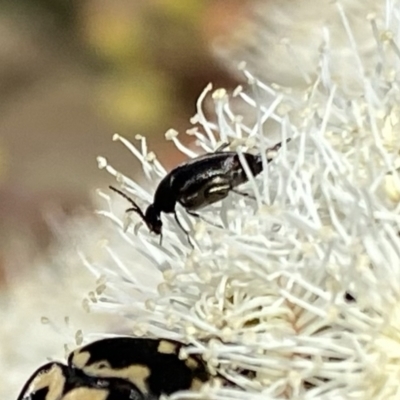 Mordella sp. (genus) (Pintail or tumbling flower beetle) at QPRC LGA - 4 Feb 2023 by Wandiyali