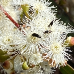 Mordella sp. (genus) at suppressed - 5 Feb 2023