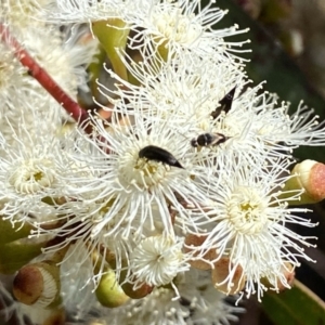 Mordella sp. (genus) at Googong, NSW - 5 Feb 2023