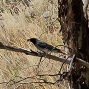 Coracina novaehollandiae at Wambrook, NSW - 4 Feb 2023 11:50 AM