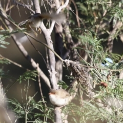 Malurus cyaneus (Superb Fairywren) at Molonglo River Reserve - 4 Feb 2023 by JimL