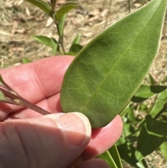 Ligustrum lucidum (Large-leaved Privet) at Aranda Bushland - 5 Feb 2023 by lbradley