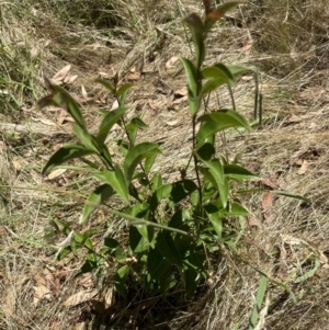 Ligustrum lucidum at Aranda, ACT - 5 Feb 2023