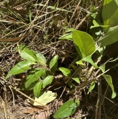 Ligustrum lucidum at Aranda, ACT - 5 Feb 2023 12:41 PM