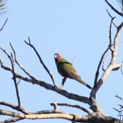 Platycercus elegans (Crimson Rosella) at Molonglo Valley, ACT - 5 Feb 2023 by JimL