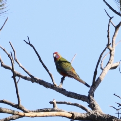 Platycercus elegans (Crimson Rosella) at Molonglo Valley, ACT - 5 Feb 2023 by JimL