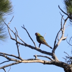 Platycercus elegans at Molonglo Valley, ACT - 5 Feb 2023