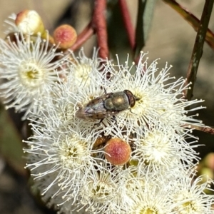 Stomorhina discolor at Googong, NSW - 5 Feb 2023