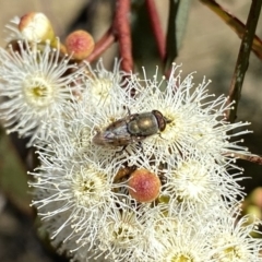 Stomorhina discolor (Snout fly) at Googong, NSW - 4 Feb 2023 by Wandiyali