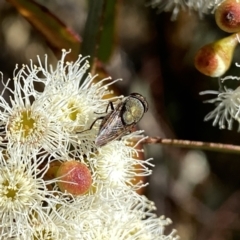 Stomorhina discolor at Googong, NSW - 5 Feb 2023