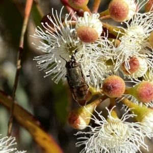 Stomorhina discolor at Googong, NSW - 5 Feb 2023