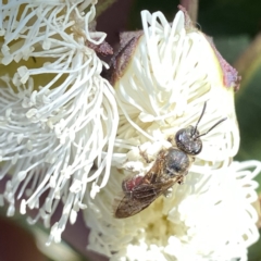 Lasioglossum (Parasphecodes) sp. (genus & subgenus) (Halictid bee) at QPRC LGA - 4 Feb 2023 by Wandiyali
