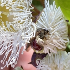 Lasioglossum (Parasphecodes) sp. (genus & subgenus) at Googong, NSW - suppressed