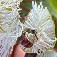 Lasioglossum (Parasphecodes) sp. (genus & subgenus) at Googong, NSW - suppressed