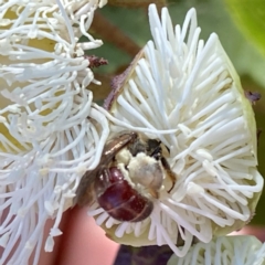 Lasioglossum (Parasphecodes) sp. (genus & subgenus) at suppressed - 5 Feb 2023
