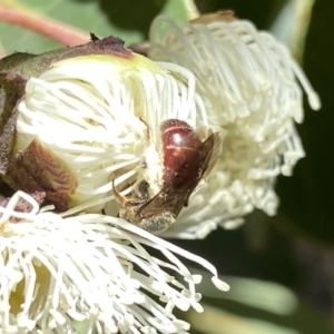 Lasioglossum (Parasphecodes) sp. (genus & subgenus) at Googong, NSW - suppressed