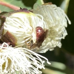 Lasioglossum (Parasphecodes) sp. (genus & subgenus) at Googong, NSW - 5 Feb 2023