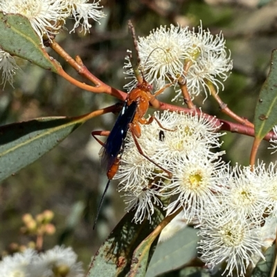 Lissopimpla excelsa (Orchid dupe wasp, Dusky-winged Ichneumonid) at QPRC LGA - 4 Feb 2023 by Wandiyali