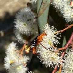 Lissopimpla excelsa at Googong, NSW - 5 Feb 2023