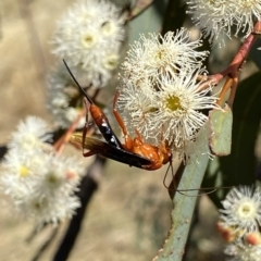 Lissopimpla excelsa at Googong, NSW - 5 Feb 2023