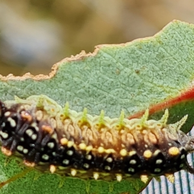 Doratifera casta (Black Slug Moth) at Wambrook, NSW - 4 Feb 2023 by Mike