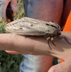 Endoxyla cinereus at Wanniassa, ACT - 5 Feb 2023