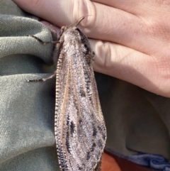 Endoxyla cinereus at Wanniassa, ACT - 5 Feb 2023