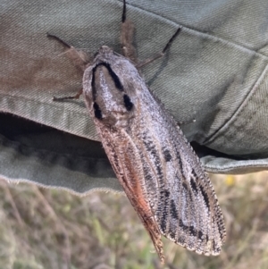 Endoxyla cinereus at Wanniassa, ACT - 5 Feb 2023