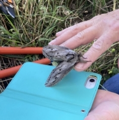 Endoxyla cinereus at Wanniassa, ACT - 5 Feb 2023