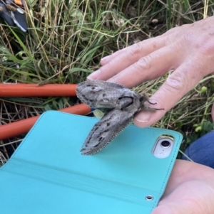 Endoxyla cinereus at Wanniassa, ACT - 5 Feb 2023