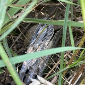 Endoxyla cinereus at Wanniassa, ACT - 5 Feb 2023